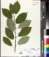 Salix chamissonis image