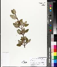 Shepherdia canadensis image