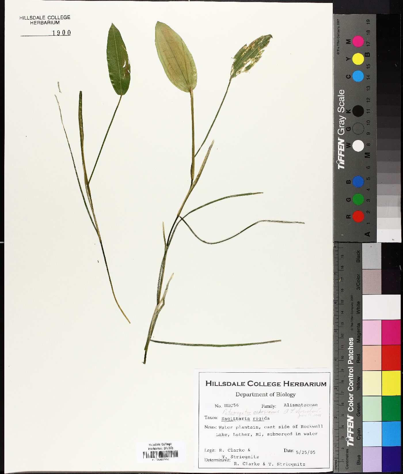 Potamogeton oakesianus image