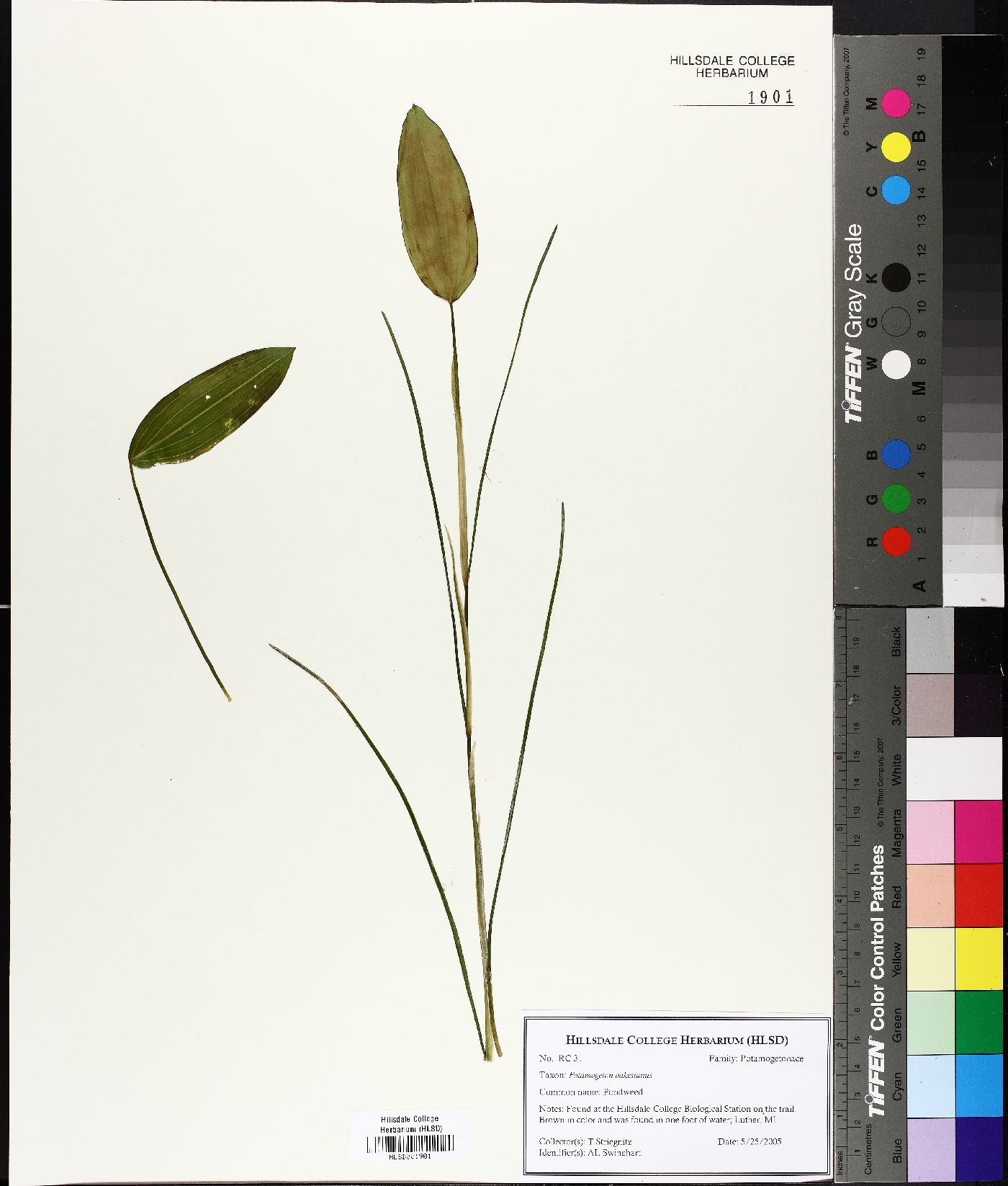 Potamogeton oakesianus image