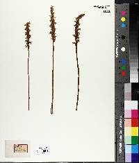 Spiranthes cernua image