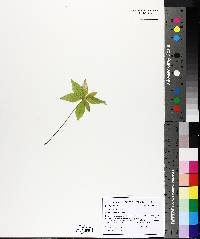 Trientalis borealis image