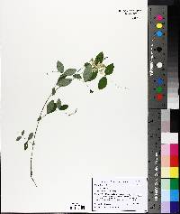 Lathyrus ochroleucus image