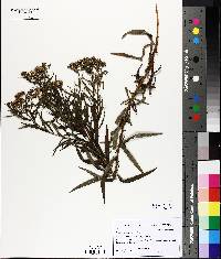 Euthamia graminifolia image