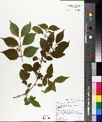 Lonicera maackii image