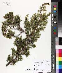 Juniperus ashei image