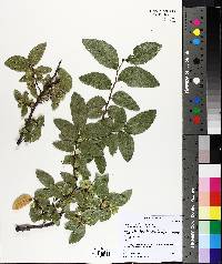 Ulmus crassifolia image