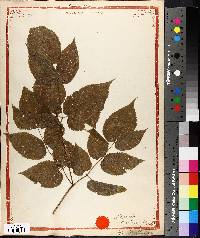 Aralia nudicaulis image