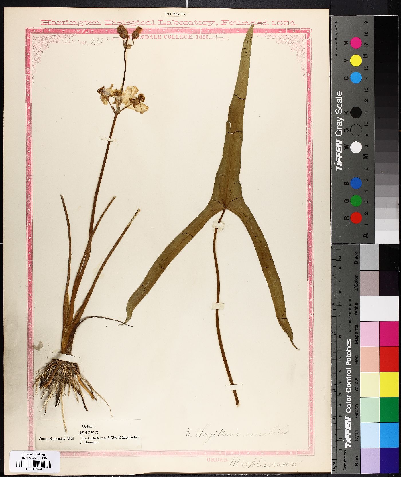 Sagittaria variabilis image