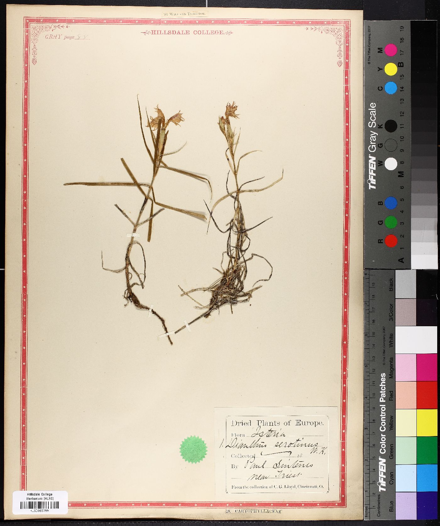 Dianthus serotinus image