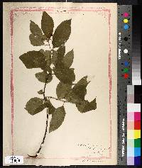 Celastrus scandens image