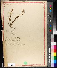 Helianthemum nummularium subsp. obscurum image