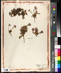 Artemisia eriopoda image