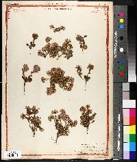 Artemisia eriopoda image