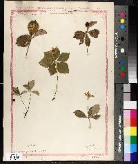 Cornus canadensis image
