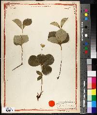 Cornus canadensis image