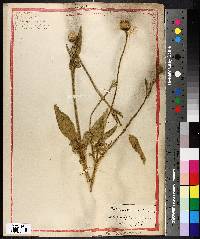 Cephalaria mauritanica image
