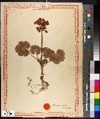 Pelargonium zonale image