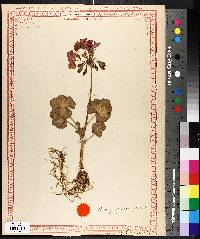 Pelargonium zonale image