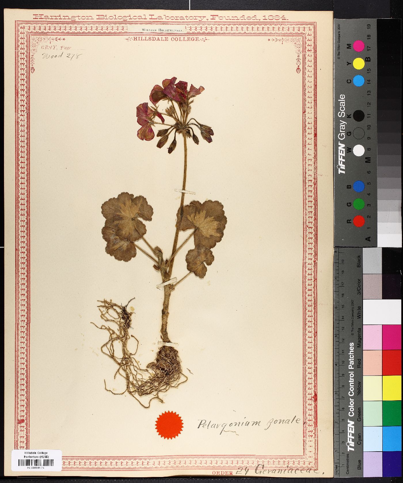 Pelargonium zonale image