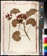 Pelargonium zonale image