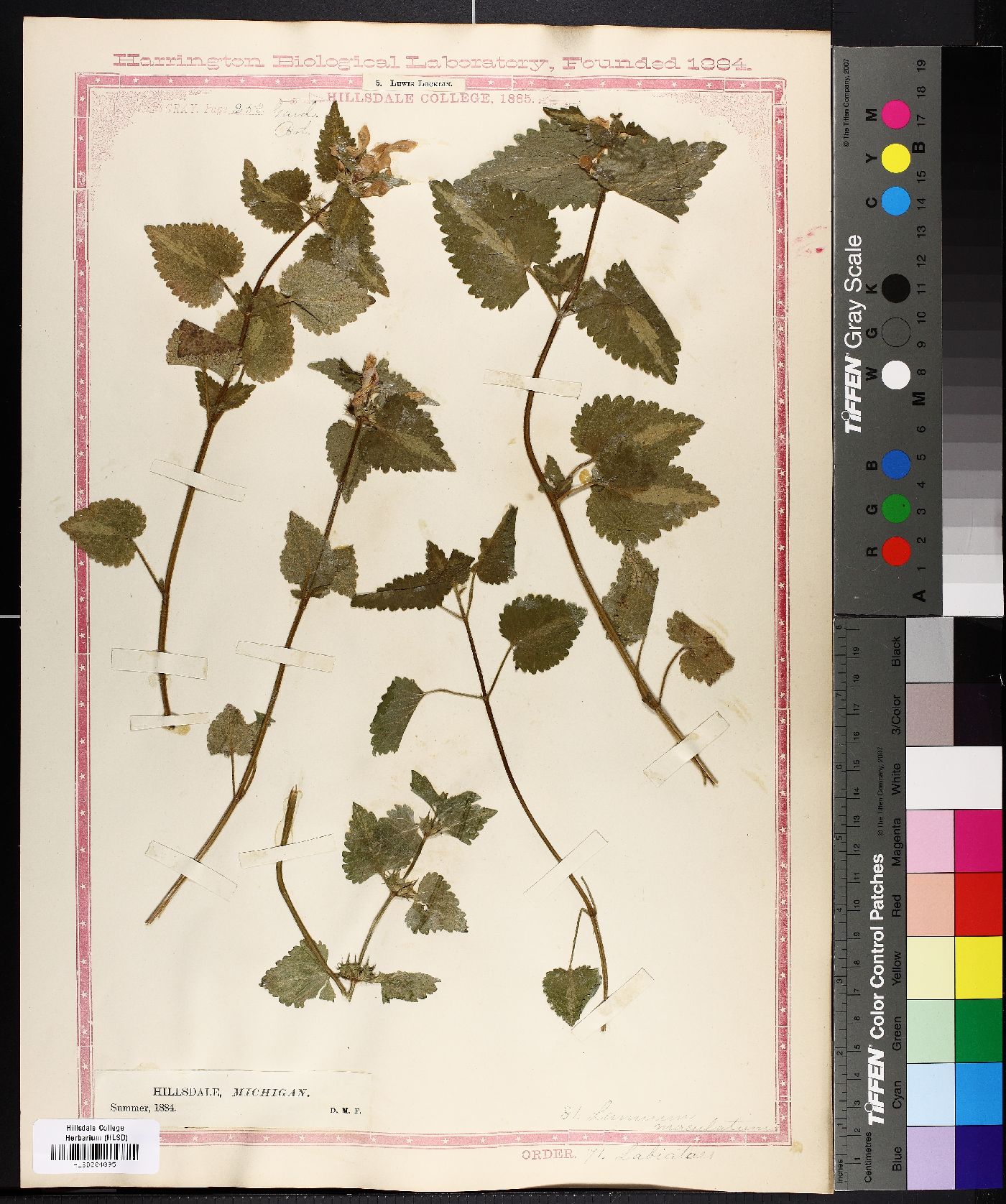 Lamium maculatum image