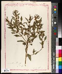 Mentha canadensis image