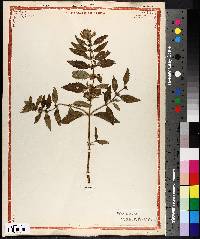 Mentha canadensis image