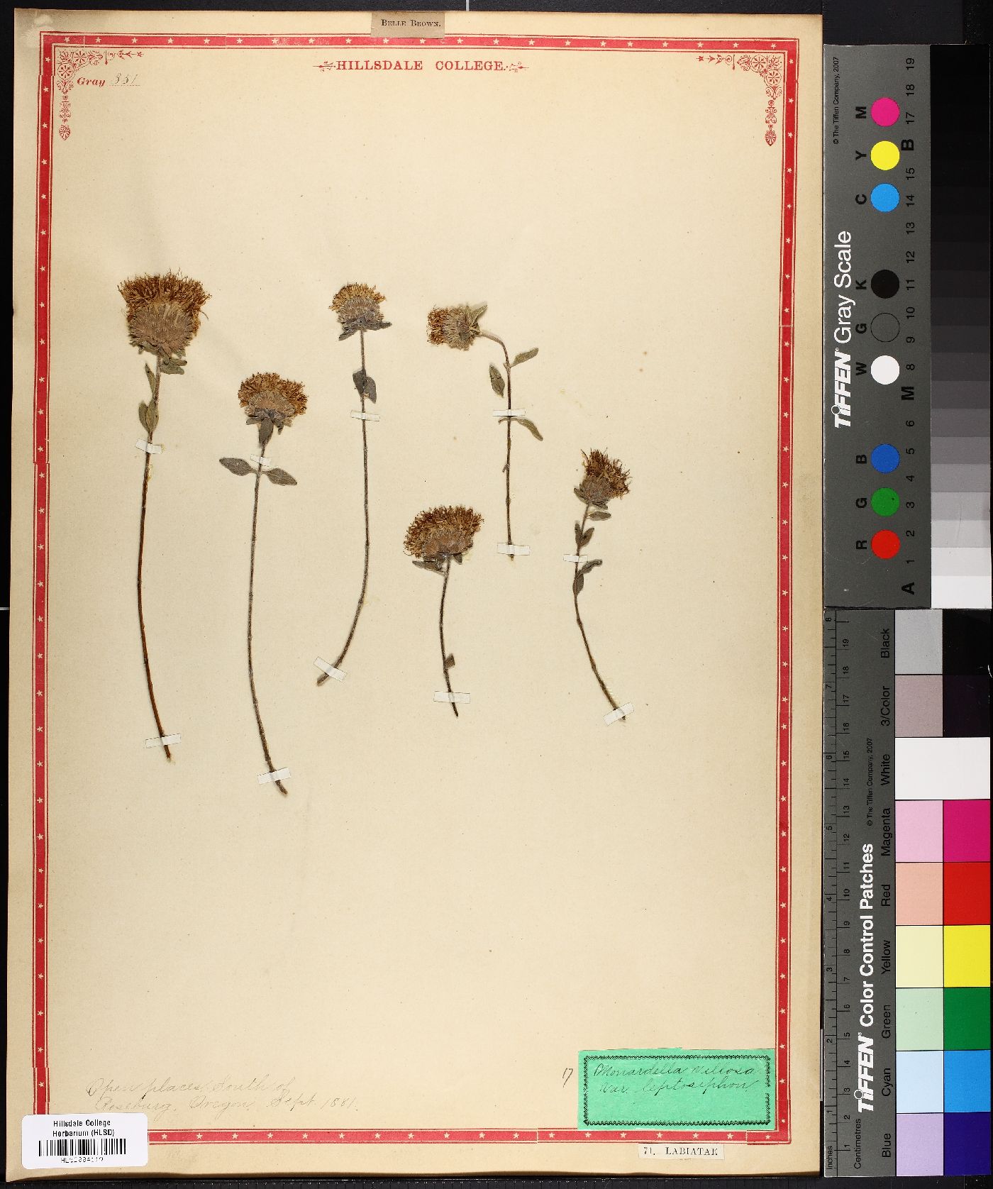 Monardella villosa var. leptosiphon image