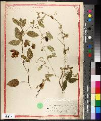 Centrosema virginianum image