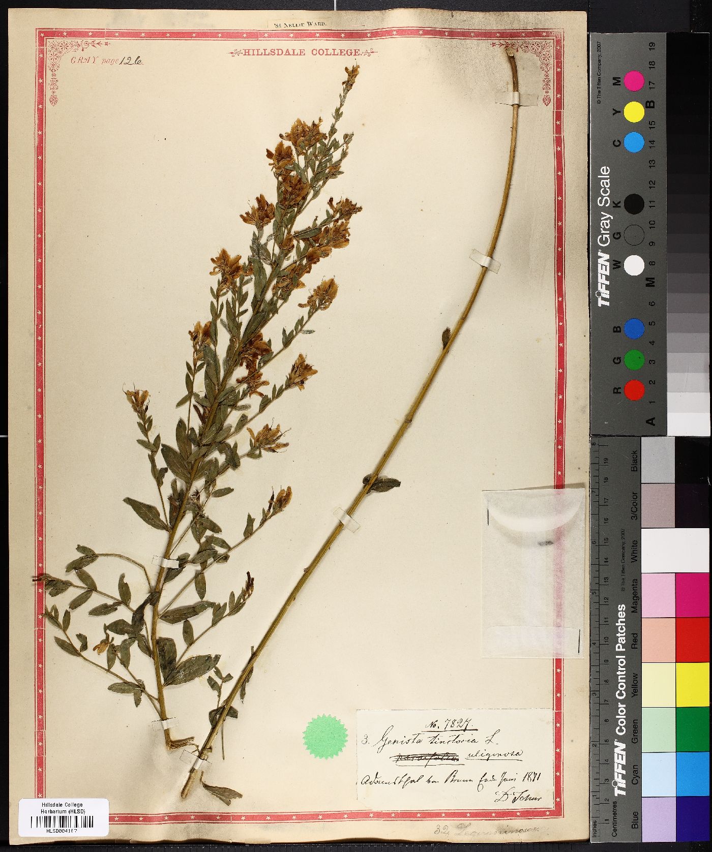 Genista tinctoria image