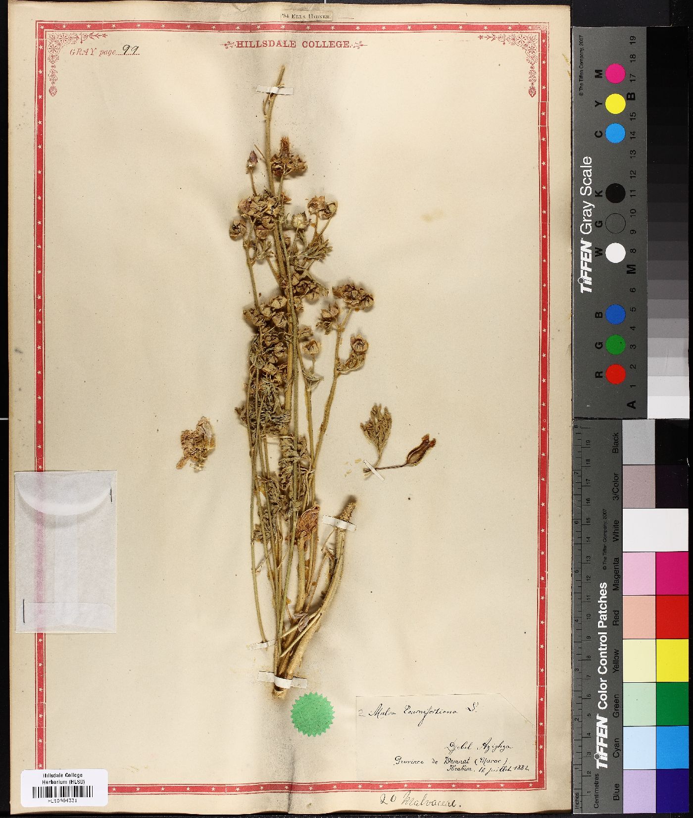 Malva tournefortiana image