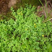 Hypericum anagalloides image