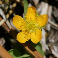 Image of Hypericum anagalloides
