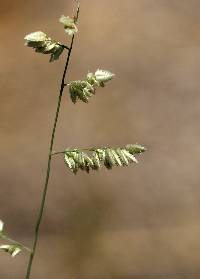 Image of Eragrostis echinochloidea