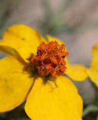 Zinnia grandiflora image