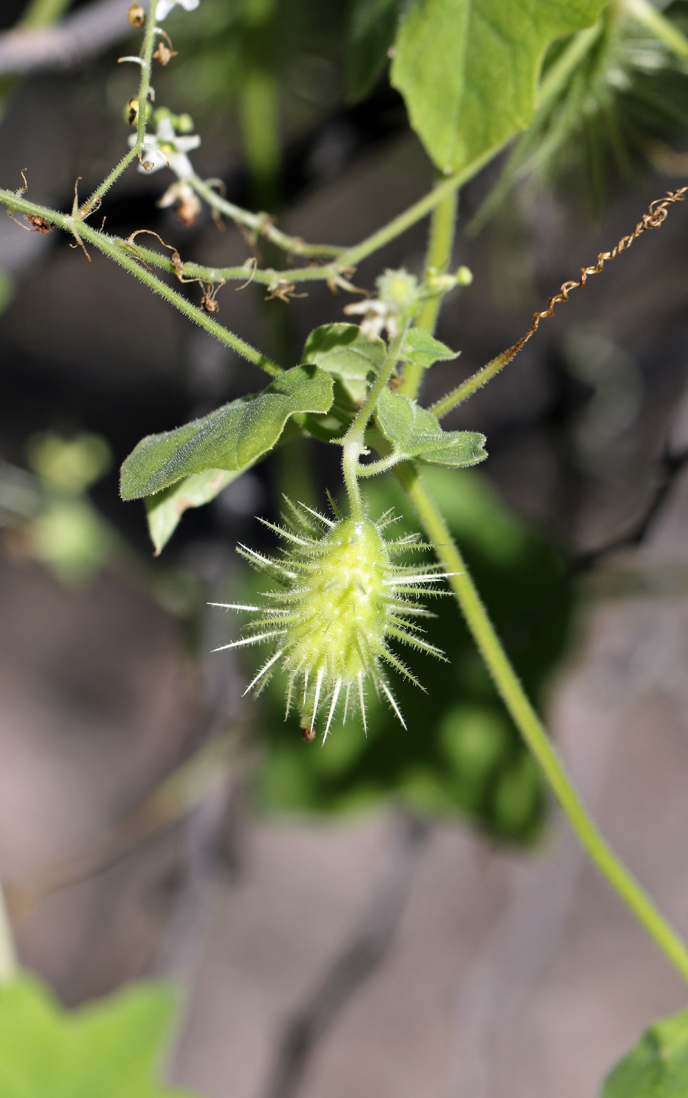 Echinopepon image