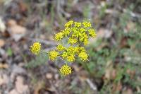 Lomatium scabrum image