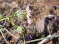 Malacothrix coulteri image