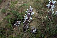 Monarda citriodora image