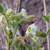 Nicotiana obtusifolia image