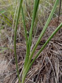 Nothoscordum bivalve image