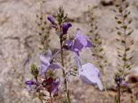 Nuttallanthus texanus image