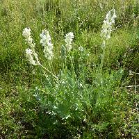 Oxytropis sericea image