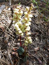 Pyrola picta image