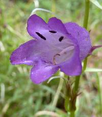 Penstemon campanulatus image