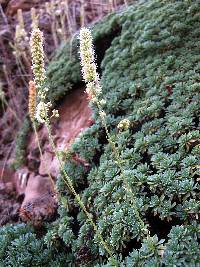 Petrophyton caespitosum image