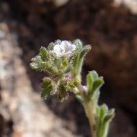 Phacelia affinis image