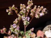 Phacelia caerulea image