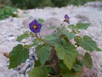 Physalis purpurea image